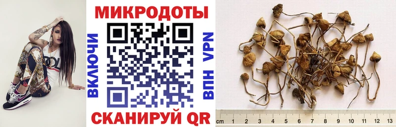 где можно купить   Пустошка  Псилоцибиновые грибы Psilocybe 